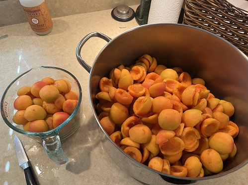 apricot 2a.jpg